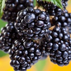 jeżyna bezkolcowa chester