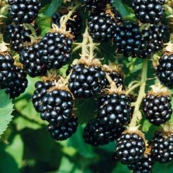 jeżyna bezkolcowa loch ness