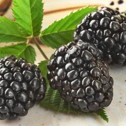 jeżyna bezkolcowa triple crown