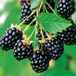 jeżyna bezkolcowa navaho