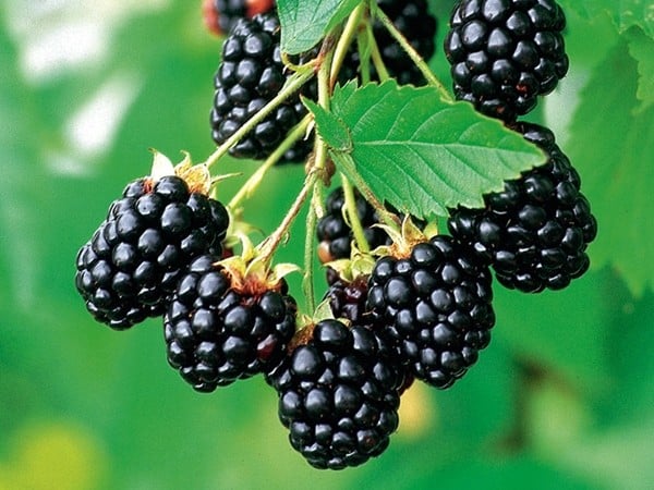 jeżyna bezkolcowa navaho