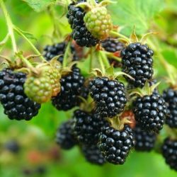 jeżyna bezkolcowa black satin