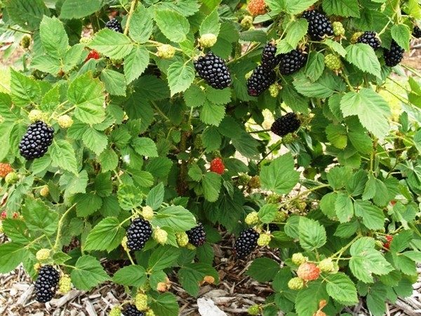 jeżyna bezkolcowa black satin