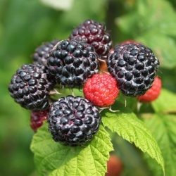 malina czarna bristol