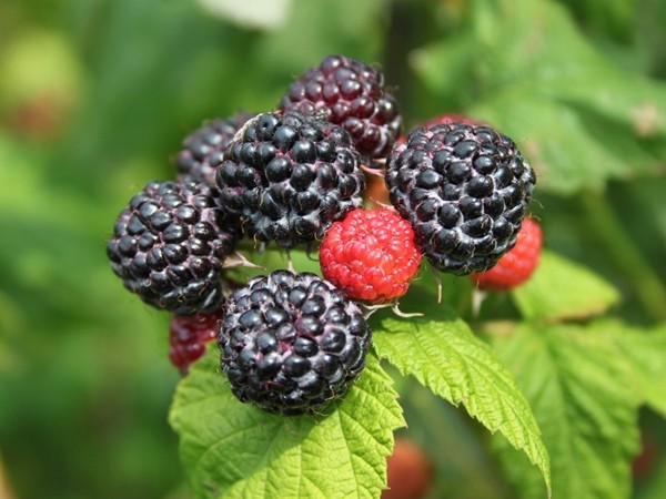 L215-malina-czarna-bristol-1 malina czarna bristol