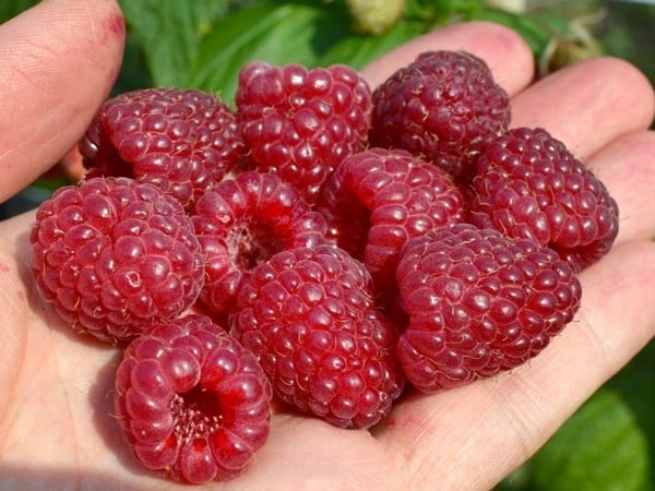 malina właściwa delniwa