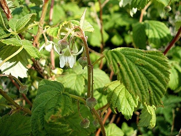 malina właściwa delniwa