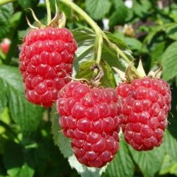 malina właściwa delniwa