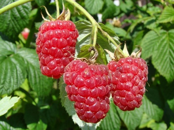 malina właściwa delniwa