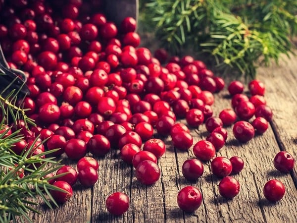 żurawina wielkoowocowa stevens