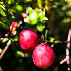 żurawina wielkoowocowa stevens