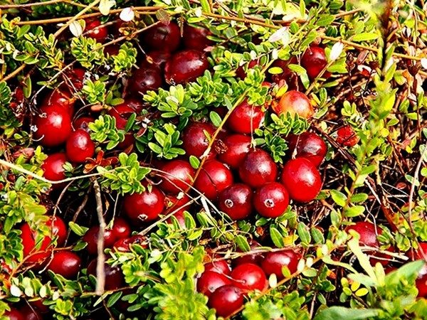 żurawina wielkoowocowa howes