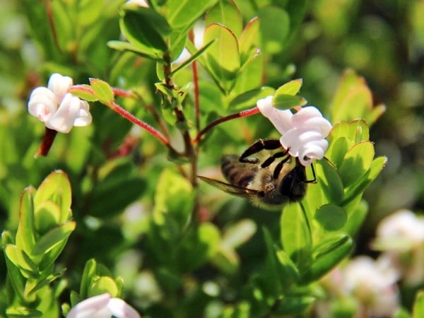 żurawina wielkoowocowa howes