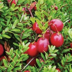 żurawina wielkoowocowa howes