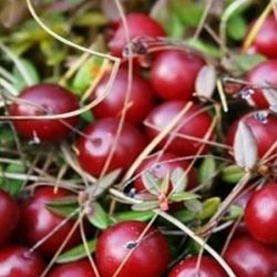 żurawina wielkoowocowa howes