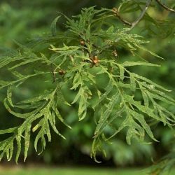 dąb szypułkowy pectinata