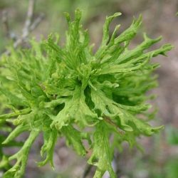 dąb szypułkowy irtha