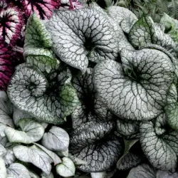 Brunera wielkolistna ALEXANDER'S GREAT - sadzonki