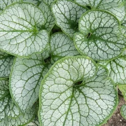 Brunera wielkolistna SEA HEART - sadzonki