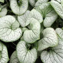 Brunera wielkolistna SILVER HEART - sadzonki