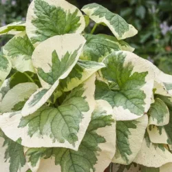 Brunera wielkolistna VARIEGATA - sadzonki