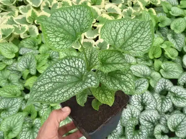 brunnera-brunera-wielkolistna-alexanders-great-sadzonki-p11 Brunera wielkolistna ALEXANDER'S GREAT - sadzonki w doniczkach P11