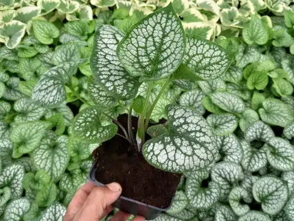 Brunera wielkolistna SEA HEART - sadzonki w doniczkach P11