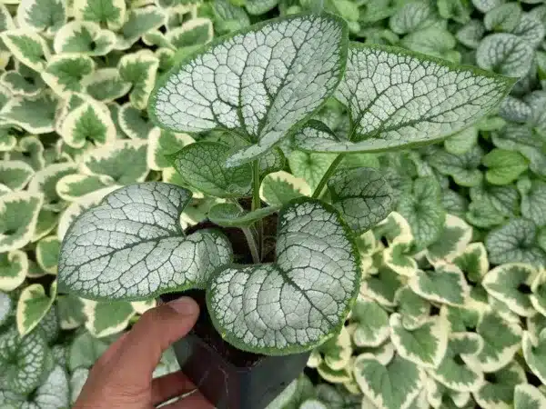 Brunera wielkolistna SILVER HEART - sadzonki w doniczkach P11