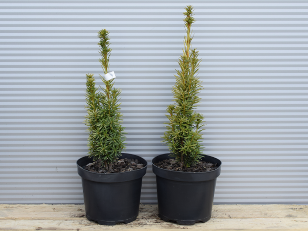 Cis pospolity DAVID - sadzonki w doniczkach C3