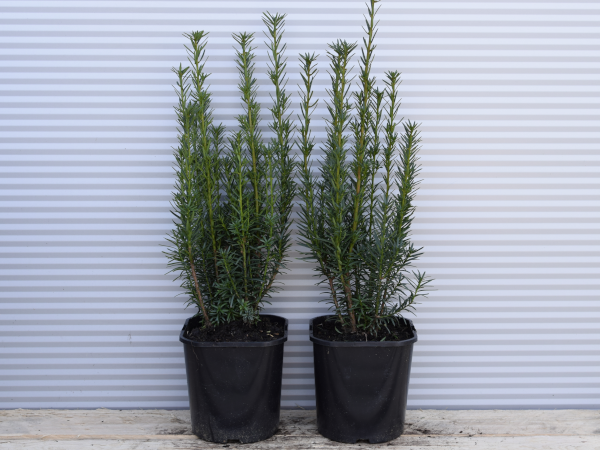 Cis pośredni HILLII - sadzonki w doniczkach C2