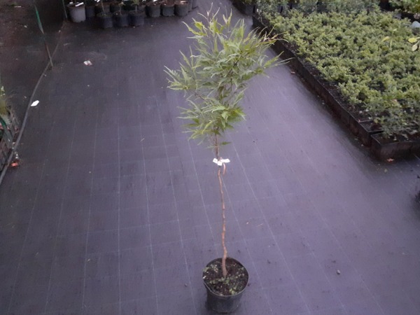 Dąb szypułkowy PECTINATA - sadzonki w doniczkach C3