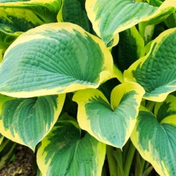 Funkia (Hosta) AMERICAN HALO - sadzonki