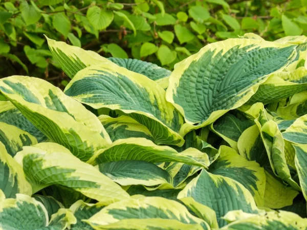 Funkia (Hosta) AMERICAN HALO - sadzonki