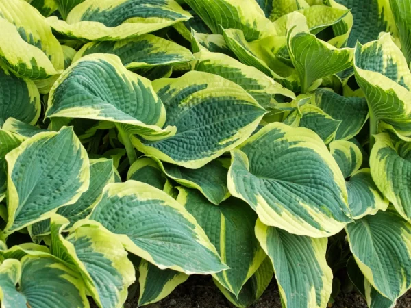 Funkia (Hosta) AMERICAN HALO - sadzonki