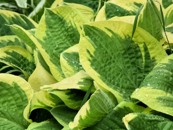 Funkia (Hosta) AMERICAN HALO - sadzonki