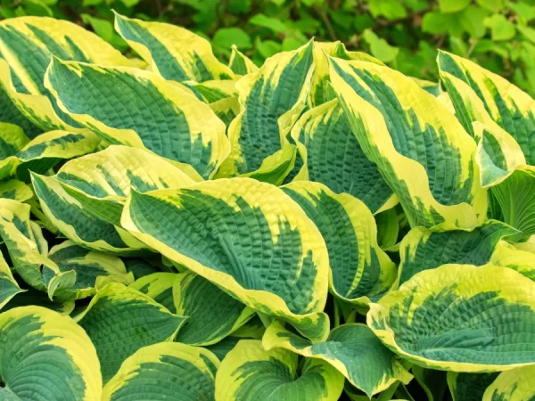 Funkia (Hosta) AMERICAN HALO - sadzonki