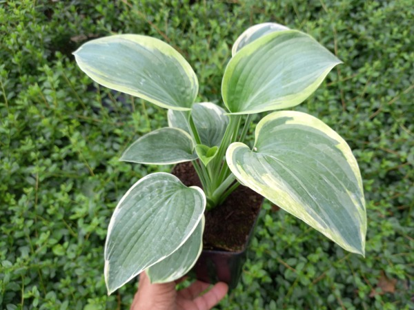 Funkia (Hosta) AMERICAN HALO - sadzonki w doniczkach P13