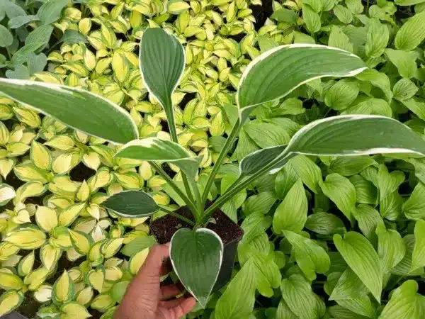 Funkia (hosta) FRANCEE - sadzonki w doniczkach P11