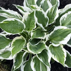 Funkia (hosta) PATRIOT - sadzonki