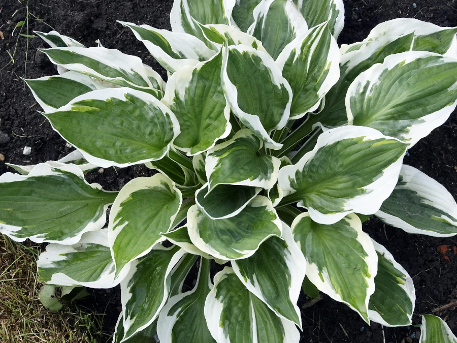 funkia-hosta-patriot-sadzonki-1 Funkia (hosta) PATRIOT - sadzonki