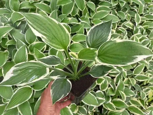 funkia-hosta-patriot-sadzonki-w-doniczkach-p11 Funkia (hosta) PATRIOT - sadzonki w doniczkach P11