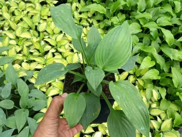 Funkia (hosta) BLUE ANGEL - sadzonki w doniczkach P13