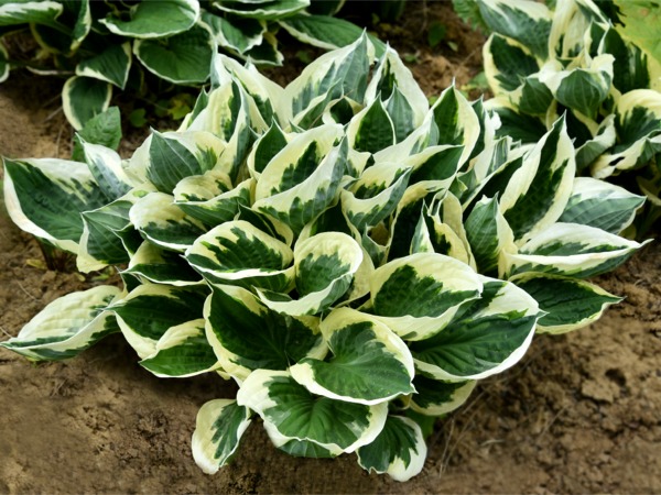 hosta-funkia-minute-man-sadzonki-3 Funkia MINUTE MAN - obrazek 1