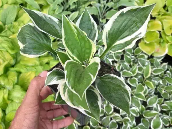 hosta-funkia-minute-man-sadzonki-w-doniczkach-p11 Funkia (hosta) MINUTE MAN - sadzonki w doniczkach P11