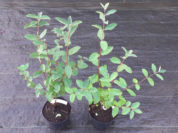 jagoda-kamczacka-sadzonki-c2 Jagoda kamczacka - sadzonki w doniczkach C2