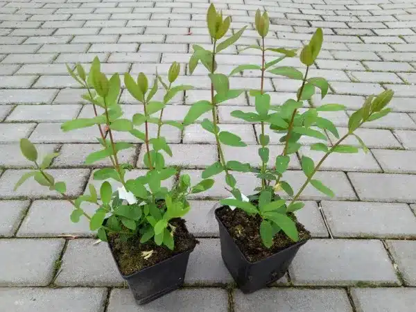 Jagoda kamczacka - sadzonki w doniczkach P11