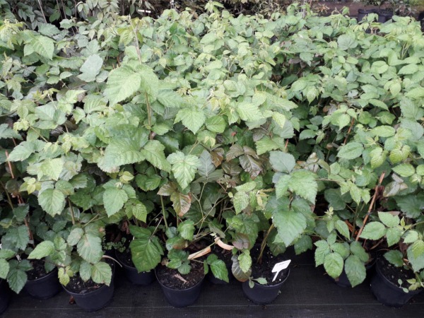 Jeżyna bezkolcowa - sadzonki C2