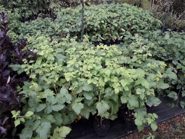 Malina - sadzonki w doniczkach C2