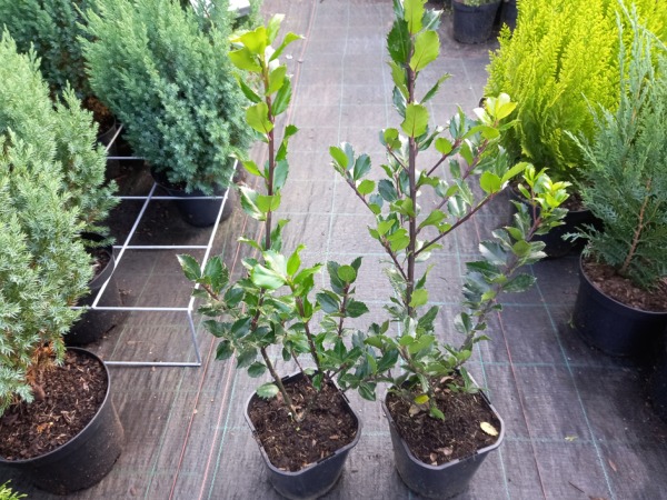 Ostrokrzew Meservy BLUE PRINCE - sadzonki w doniczkach C2