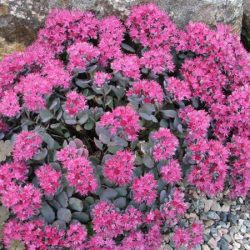 Rozchodnik naskalny LIDAKENSE - sadzonki w doniczkach